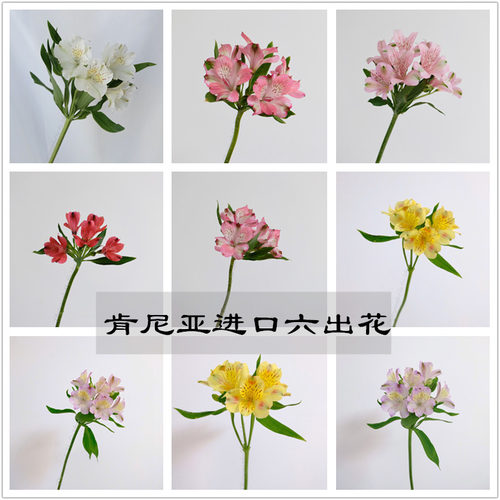 肯尼亚进口鲜花水仙百合