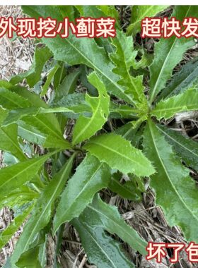 野生刺儿菜小蓟菜现刺黄瓜现挖