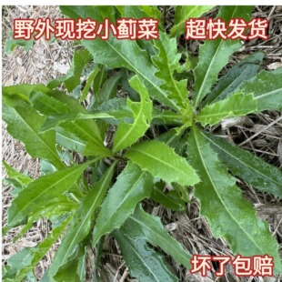 新鲜七七菜纯刺儿菜露天生长小蓟草现挖现带根帮人挖草超快发货