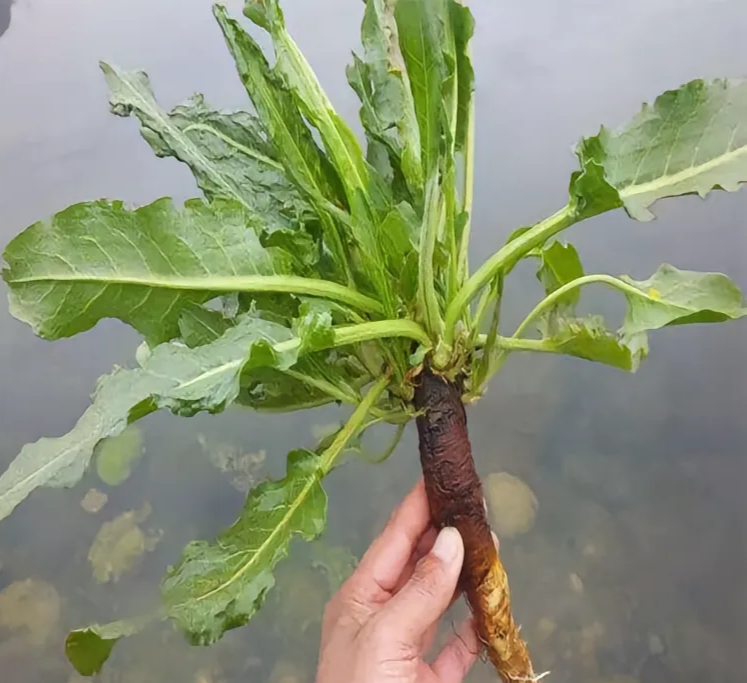 四川新鲜现挖非种植土大黄血三七金不换牛大黄止血草箭头草羊蹄根