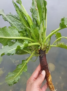 四川新鲜现挖非种植土大黄血三七金不换牛大黄止血草箭头草羊蹄根