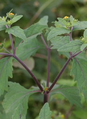 四川野生中药材稀莶草豨莶草 干货 粘不扎黏糊菜绿签草保证野生