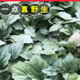 新鲜散血草中草药材白毛夏枯草地胆草龙胆草筋骨草散血丹下单现挖