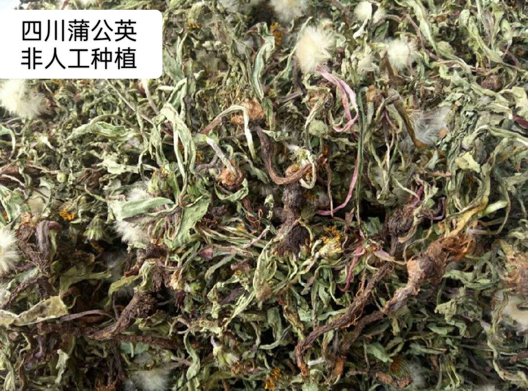 四川山上挖晒干蒲公英婆婆丁灯笼花非人工种植农家自晒无硫500克 传统滋补营养品 其他药食同源食品 原图主图