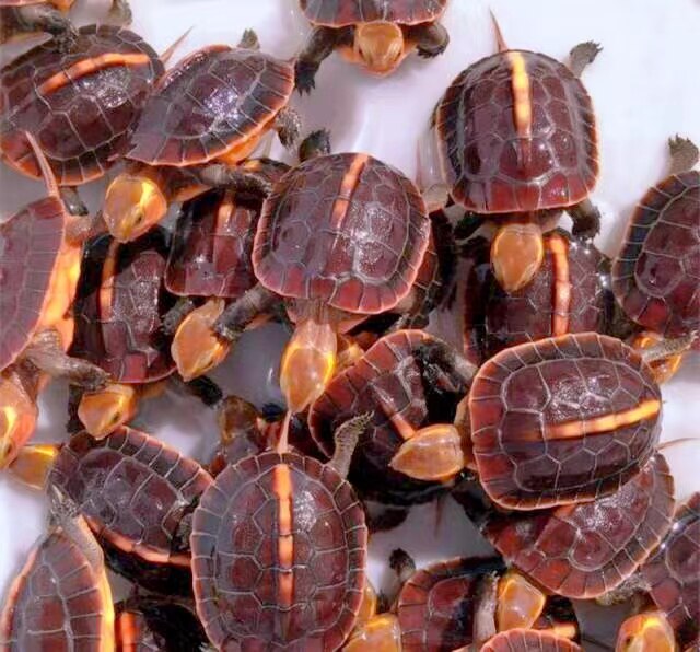 黄缘龟幼龟安缘台缘浙缘大陆缘龟苗观赏宠物乌龟活体杂交半水龟