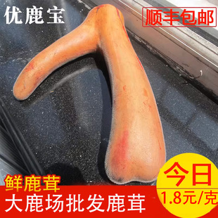 【大鹿场批发】鲜鹿茸整根东北鹿茸新鲜带血鹿茸可切片