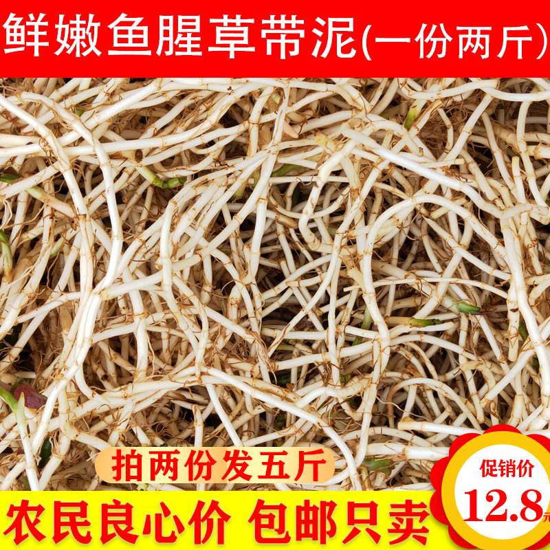 现挖新鲜鱼腥草折节节贵州四川嫩