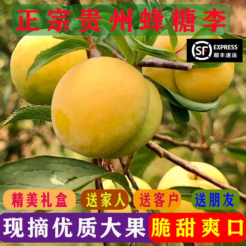 正宗蜂糖李子贵州六马新鲜蜂蜜李子当季孕妇水果脆甜镇宁超大果