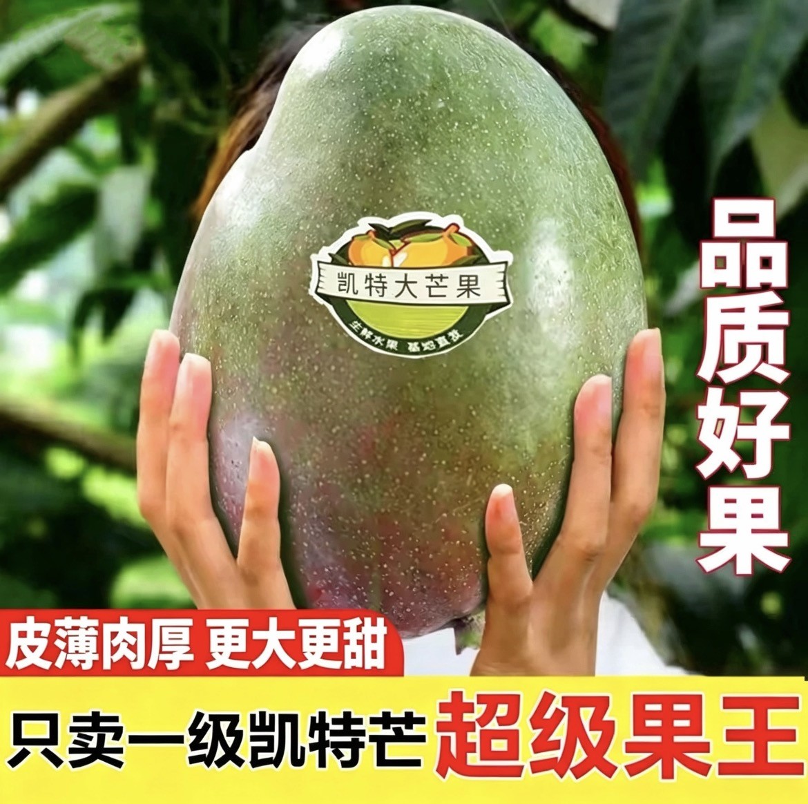 四川攀枝花大芒果攀枝花凯特芒