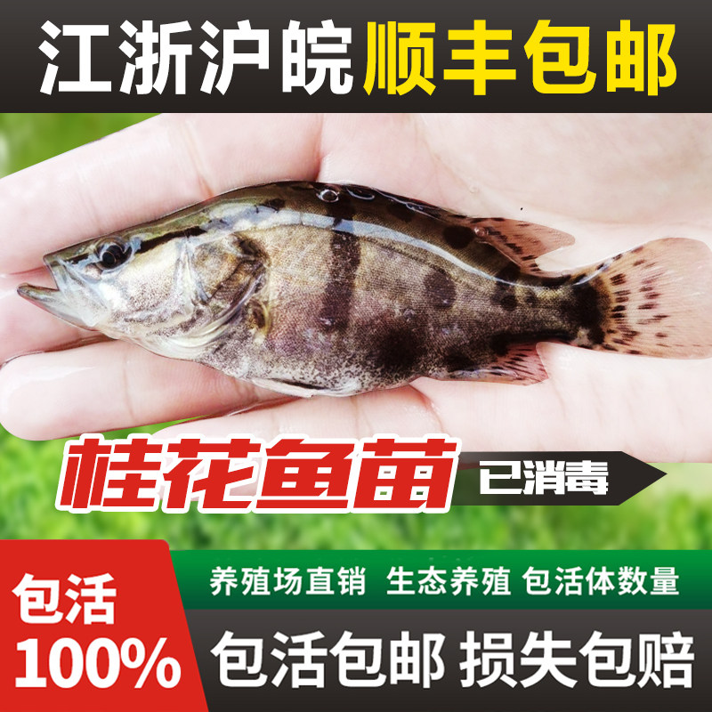 桂花鱼苗淡水养殖大翘嘴鳜鱼苗大眼食用路亚鱼苗加州鲈鱼苗鳜鱼苗