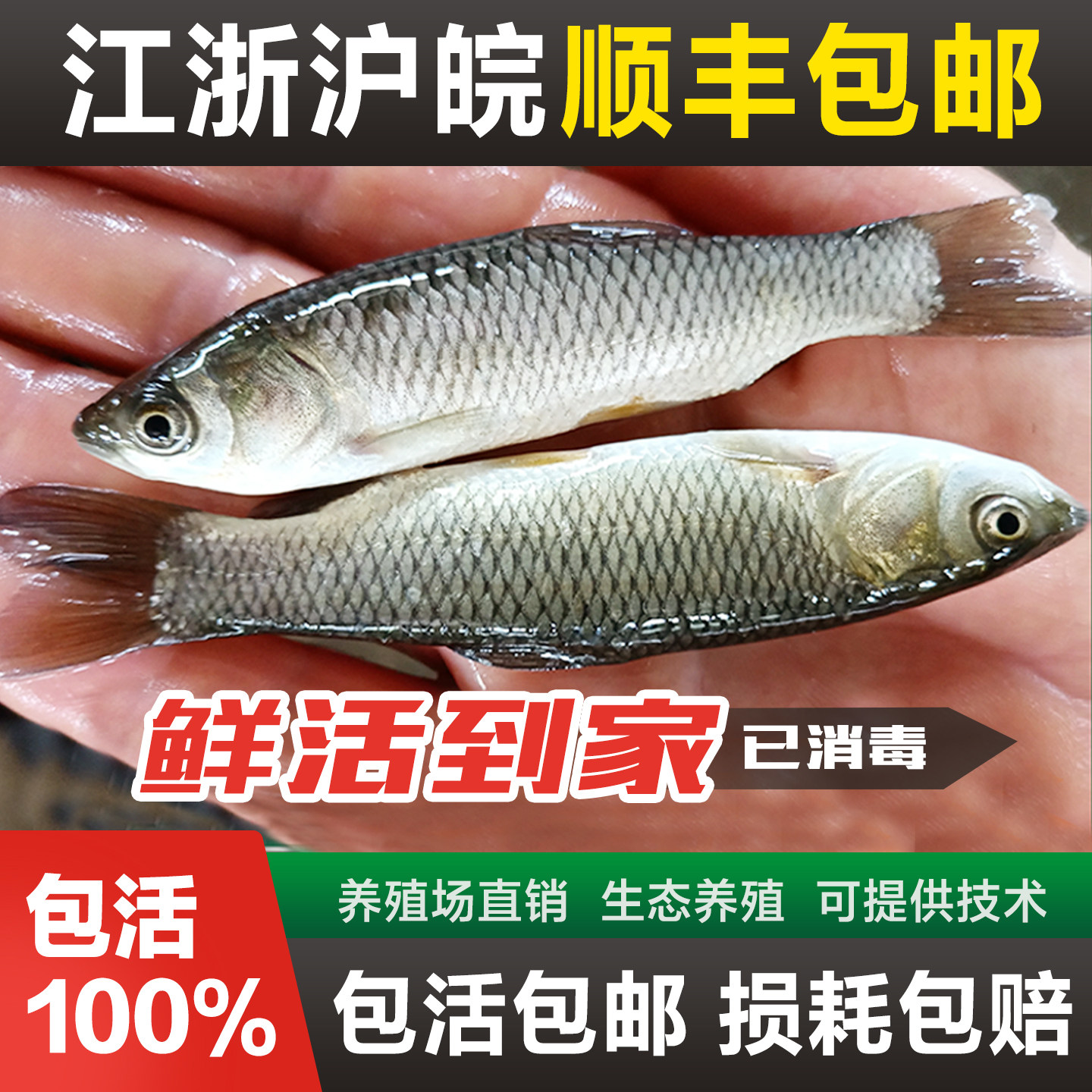 草鱼苗螺蛳青鱼苗胖头花鲢白鲢鳊鱼苗鲫鱼苗活体鱼苗淡水养殖食用