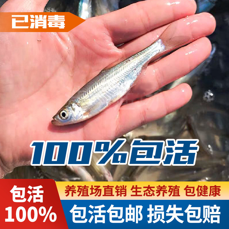 翘嘴鱼苗米级活物路亚翘鲌子鲌刺鱼撅嘴鲢子鱼苗淡水养殖翘嘴红鲌