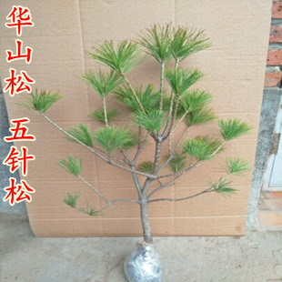 华山松树苗华山松迎客松大阪松苗五针松盆景造型素材黑松白皮松苗