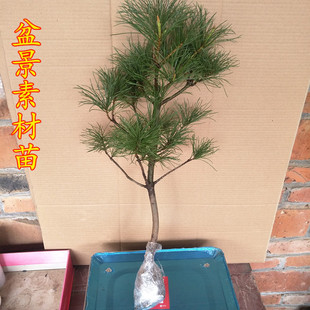 盆栽花卉华山松迎客松华山松树苗五针松盆景造型素材黑松白皮松苗