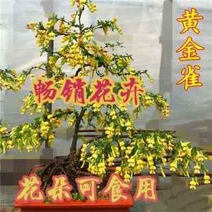 包邮 庭院花卉金雀梅金丝雀黄金雀花苗盆景盆栽金雀花苗 花可食用
