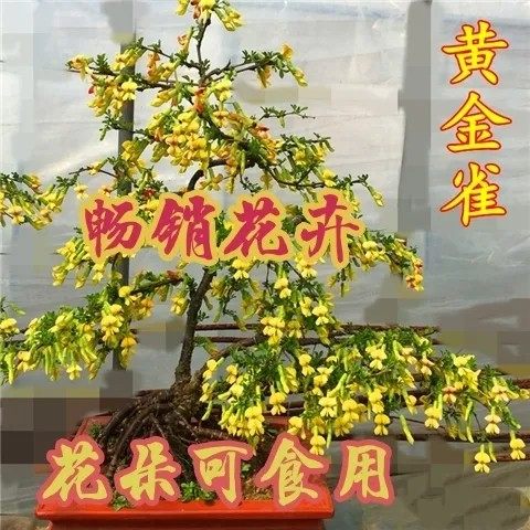 庭院盆景树桩金雀花包邮