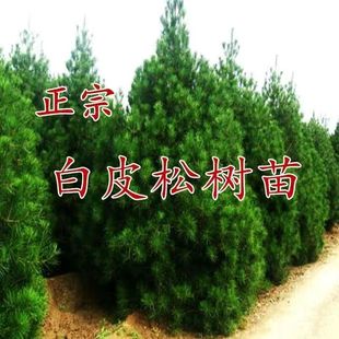 优质白皮松树苗白皮松苗黑松树苗庭院绿化工程苗木黑松苗圃直销