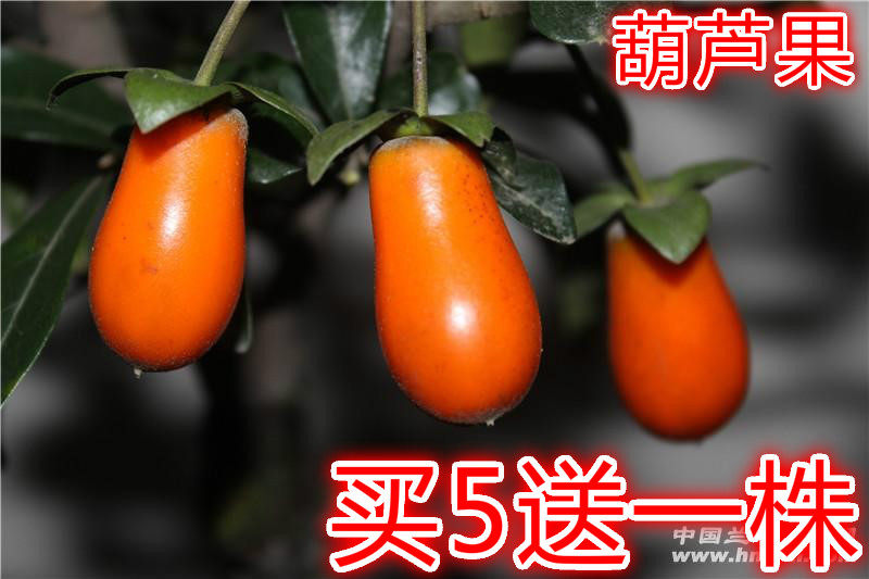 金弹子小苗盆景苗四川不落叶小叶金蛋子树苗丁当子苗盆景素材苗