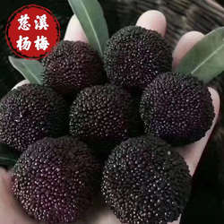 浙江慈溪杨梅余姚杨梅鲜果荸荠杨梅礼盒装当季新鲜杨梅大果送礼