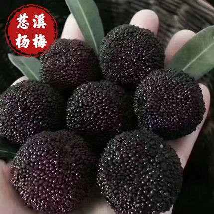 浙江慈溪杨梅余姚杨梅鲜果荸荠杨梅礼盒装当季新鲜杨梅大果送礼