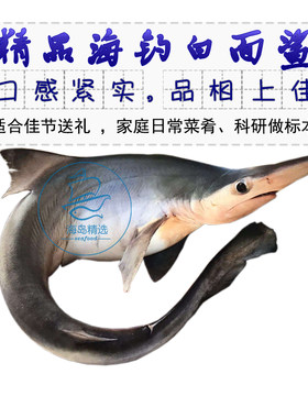 小鲨鱼海鲜海钓小白鲨宝宝辅食