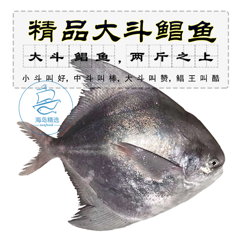 一条3斤左右 东山岛野生大斗鲳鱼新鲜活冻鹰鲳中国鲳海鲜深海鱼