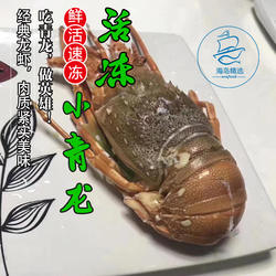 两只装 海岛精选东山岛新鲜活速冻小青龙野生海鲜大龙虾2.4-2.6斤