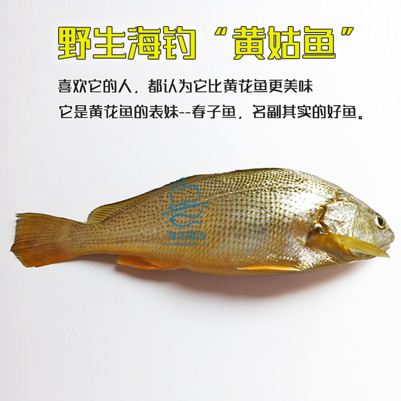 春子鱼 海鱼黄姑鱼 新鲜活黄婆鸡鱼海钓东山海鲜宝宝辅食鲜鱼少刺