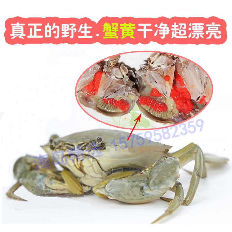 2斤3只福建东山岛野生海捕新鲜活红鲟蟹无绳青蟹海鲜海产螃蟹包活