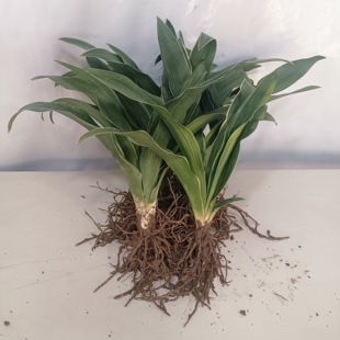 结红果万年青金边银边万年青乔迁新居室内盆栽订婚结婚喜庆吉祥