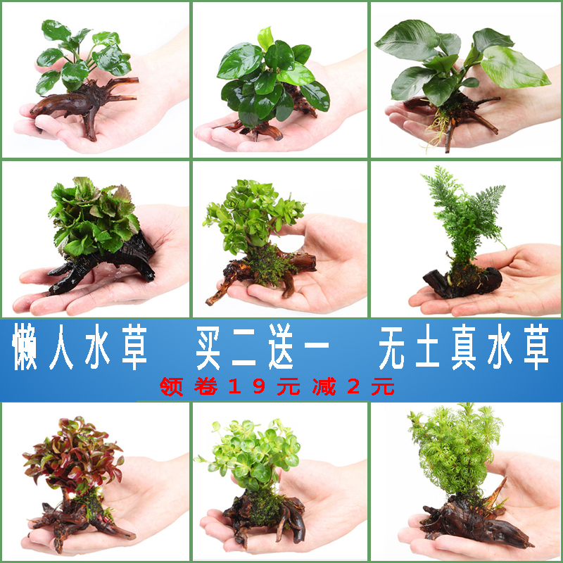鱼缸造景水草活体淡水植物种子懒人装饰套餐水榕沉木造景阴性水草