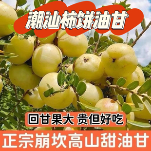 正宗甜种冰糖新鲜酥脆无渣甘甜油甘生吃零食潮汕水果脆甜橄榄