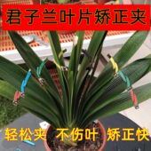 耐用防水防锈根据叶片弯折正品 君子兰整形矫正夹子亚黑款 定型新款