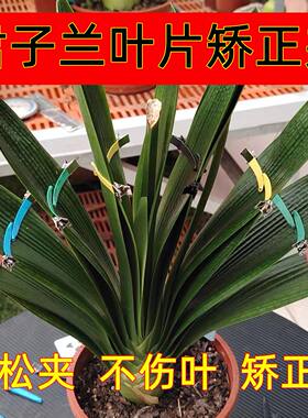 君子兰整形矫正夹子亚黑款定型新款耐用防水防锈根据叶片弯折正品
