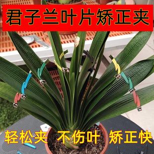 耐用防水防锈根据叶片弯折正品 君子兰整形矫正夹子亚黑款 定型新款