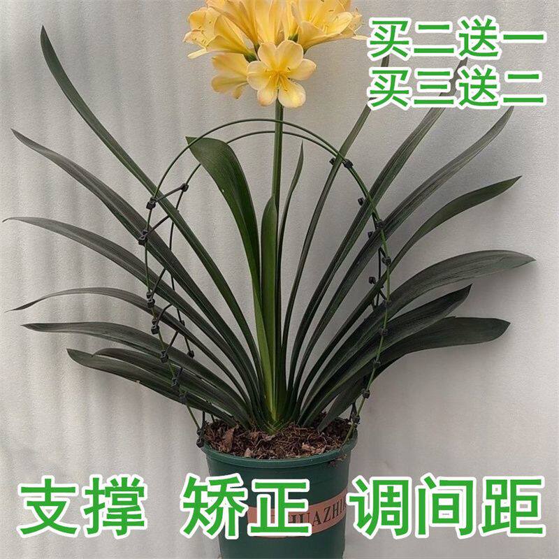君子兰叶片矫正器整形夹矫正线叶片纠正器透明扶正带修型修型固定
