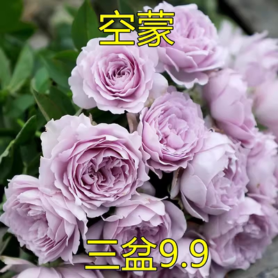空蒙月季花苗开花特大花浓香紫色蓝玫瑰室内阳台四季盆栽花卉植物