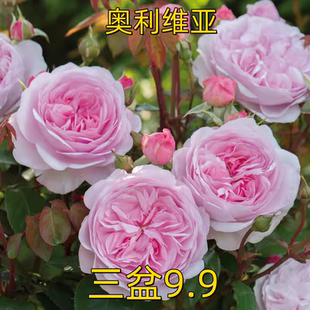 新品 奥利维亚 月季扦插花苗大花浓香 耐热多花 适合庭院种植