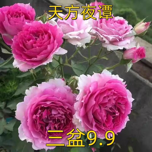 天方夜谭月季花苗大花浓香玫瑰花苗盆栽果汁阳台树苗灌木