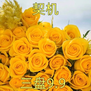 契机 进口玫瑰大花四季开花庭院阳台盆栽切花月季花苗