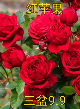 红色大花欧月红苹果四季开灌木月季花苗阳台玫瑰花盆栽花卉绿植物