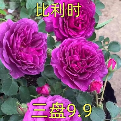 比利时 密涅瓦月季花苗特大花浓香开花紫色玫瑰阳台四季盆栽花卉