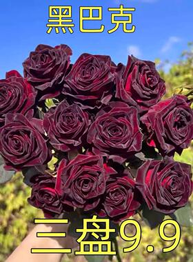 黑巴克月季花苗 扦插/阳台庭院黑红色庭院阳台盆栽杯型切花