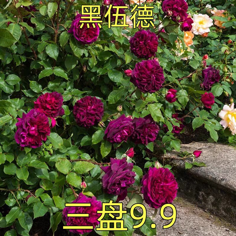 黑伍德 月季花苗 奥斯汀灌木勤花多头大花浓香月季庭院阳台盆栽