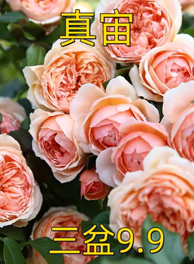 真宙月季花苗大花浓香耐热性勤花开花橘黄色玫瑰四季盆栽花卉植物