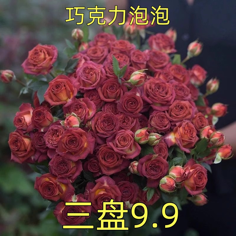 巧克力泡泡 多头切花月季 盆栽花苗阳台庭院多季节丰花复古玫瑰