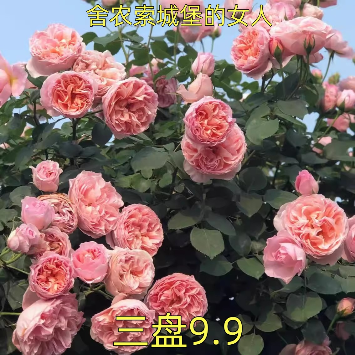 舍农索城堡女人小苗 扦插可藤可灌月季 浓香大花 超新品 露台庭院