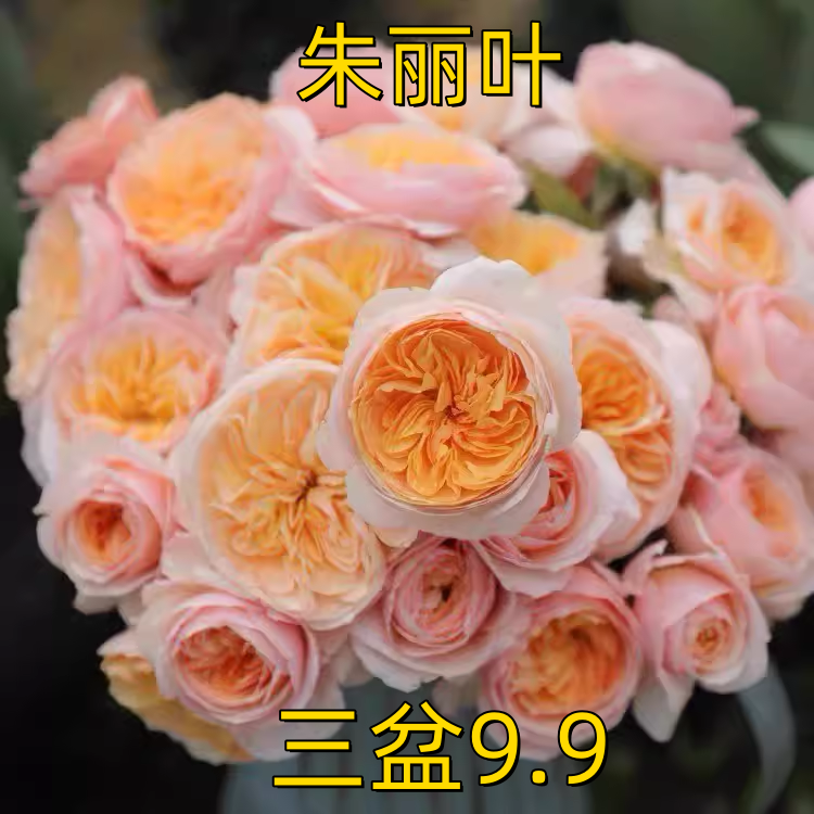 朱丽叶月季花苗爬藤大花浓香开花橘黄...