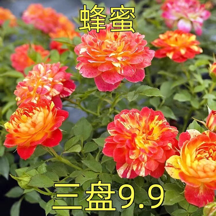 微月 蜂蜜 月季玫瑰花苗 条纹微型灌木多头勤花月季 庭院阳台盆栽