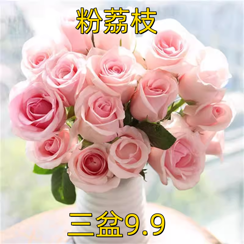 粉荔枝 月季花苗大花浓香开花粉色玫瑰花四季盆栽花卉欧月小苗,鲜花速递/花卉仿真/绿植园艺,月季/蔷薇/玫瑰,淘宝优惠券,粉丝福利购,淘宝优惠卷